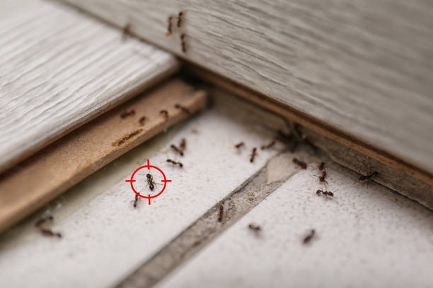 Pest Control for Restaurants in La Harpe, IL