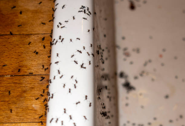 Best Best Pest Control Companies  in La Harpe, IL
